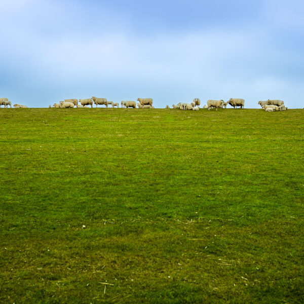Erlebe Büsum, Kreis Dithmarschen, Schleswig-Holstein, Nordsee